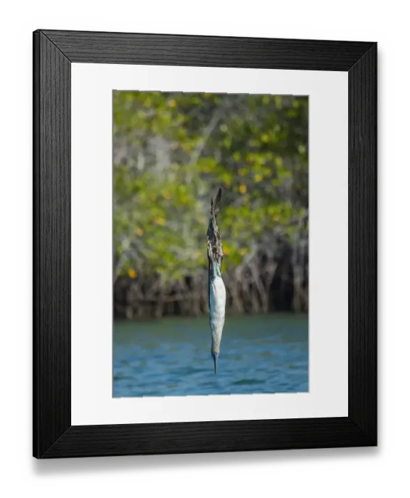 Framed Print : Blue-footed booby (Sula nebouxii), diving, Santa Cruz Island, Galapagos Islands Framed Print : Blue-footed booby (Sula nebouxii), diving, Santa Cruz Island, Galapagos Islands