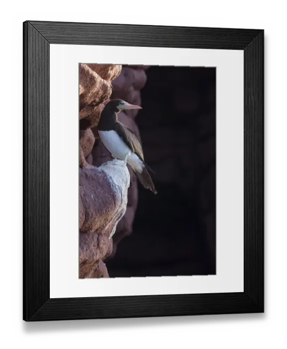 Framed Print : Brown booby (Sula leucogaster), Los Islotes, Espiritu Santo Archipelago National Park Framed Print : Brown booby (Sula leucogaster), Los Islotes, Espiritu Santo Archipelago National Park