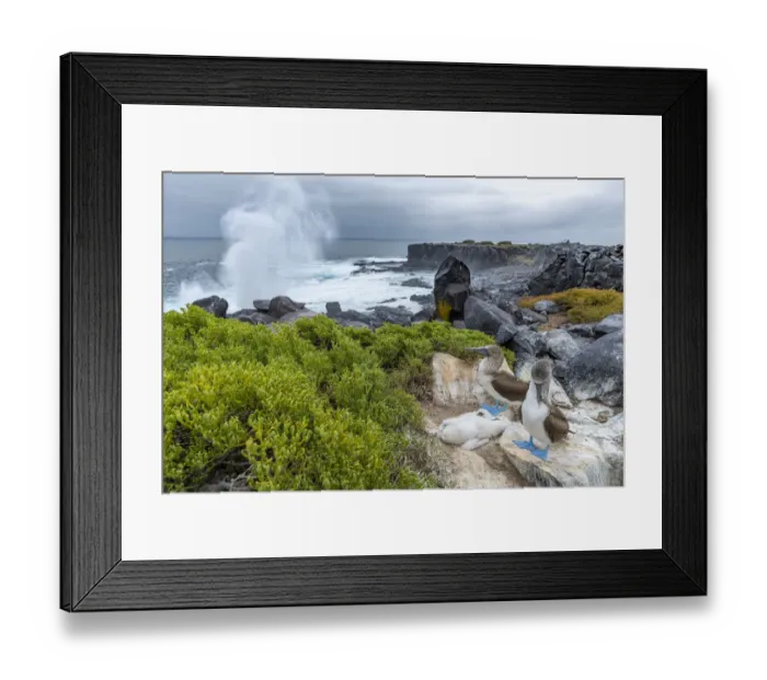 Framed Print : Blue-footed booby (Sula nebouxii) pair with chicks, blowhole in background, Punta Suarez Framed Print : Blue-footed booby (Sula nebouxii) pair with chicks, blowhole in background, Punta Suarez