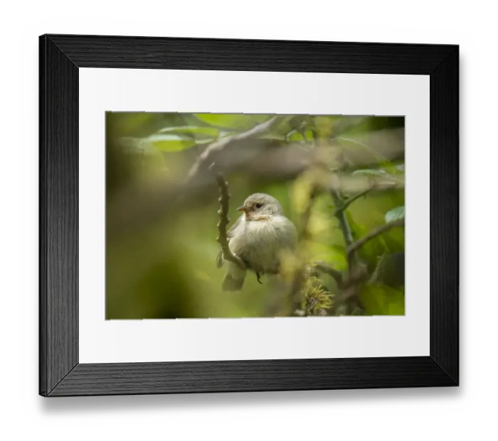 Framed Print : Darwins Green warbler finch (Certidea olivacea), highland cloud forest Framed Print : Darwins Green warbler finch (Certidea olivacea), highland cloud forest