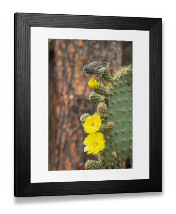 Framed Print : Darwins cactus finch (Geospiza scandens), feeding on Opuntia cactus flower Framed Print : Darwins cactus finch (Geospiza scandens), feeding on Opuntia cactus flower