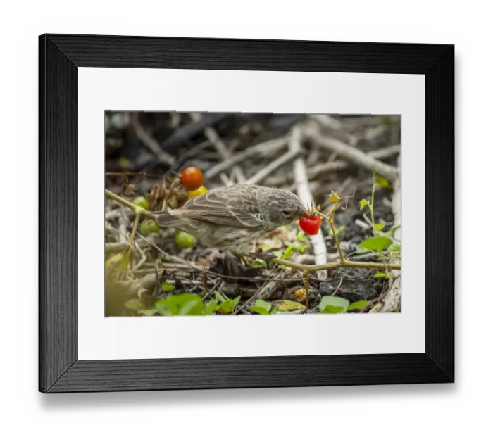 Framed Print : Darwins medium ground finch (geospiza fortis), eating native tomatoes Framed Print : Darwins medium ground finch (geospiza fortis), eating native tomatoes