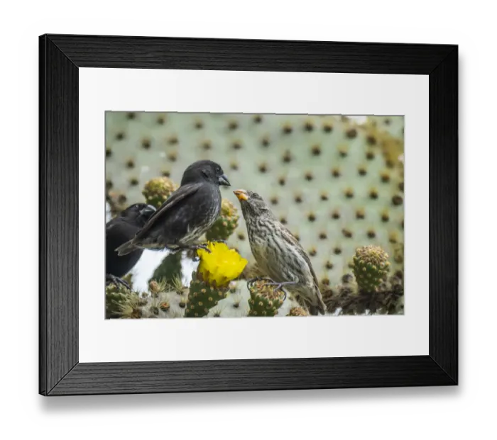 Framed Print : Darwins medium ground finch (geospiza fortis), eating Opuntia cactus flowers Framed Print : Darwins medium ground finch (geospiza fortis), eating Opuntia cactus flowers