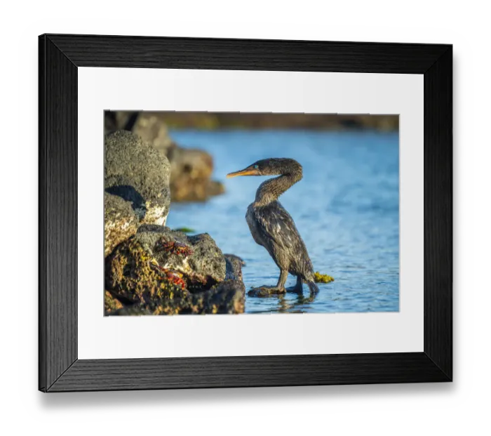Framed Print : Flightless cormorant (Phalacrocorax harrisi), comoing ashore after fishing trip Framed Print : Flightless cormorant (Phalacrocorax harrisi), comoing ashore after fishing trip