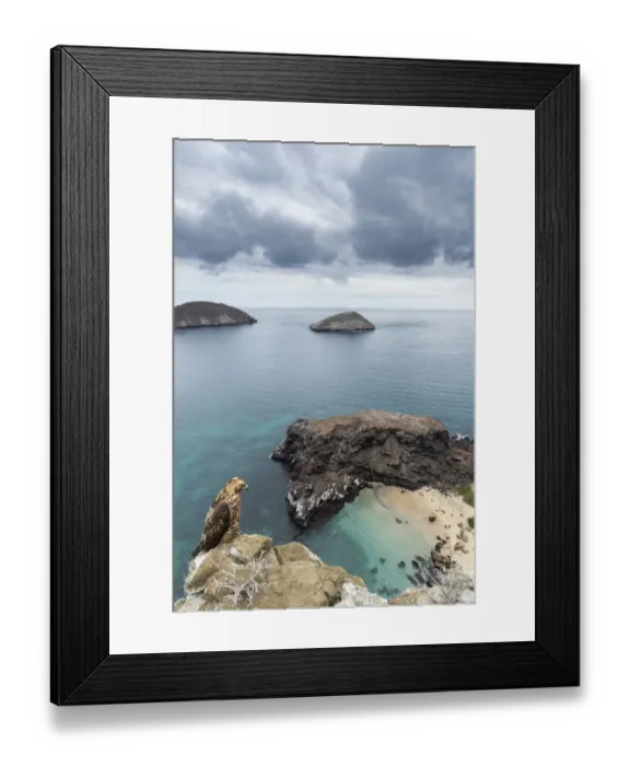 Framed Print : Galapagos hawk (Buteo galapagoensis), juvenile plumage, Bainbridge Crater Framed Print : Galapagos hawk (Buteo galapagoensis), juvenile plumage, Bainbridge Crater