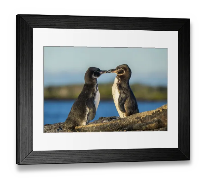 Framed Print : Galapagos penguin (Spheniscus mendiculus), pair courting, Isabela Island Framed Print : Galapagos penguin (Spheniscus mendiculus), pair courting, Isabela Island