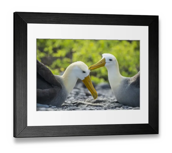 Framed Print : Waved albatross (Phoebastria irrorata), pair mutual preening in courtship Framed Print : Waved albatross (Phoebastria irrorata), pair mutual preening in courtship