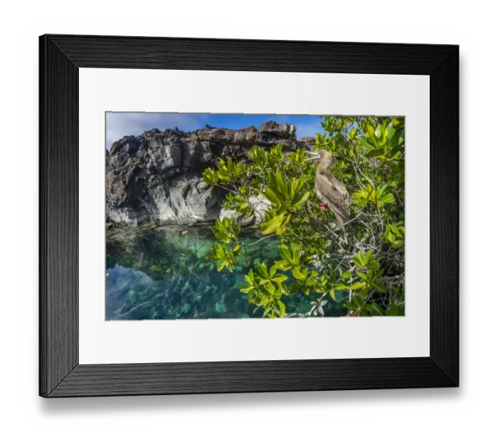 Framed Print : Red-footed booby (Sula sula), brown morph, Genovesa Island, Galapagos Islands Framed Print : Red-footed booby (Sula sula), brown morph, Genovesa Island, Galapagos Islands