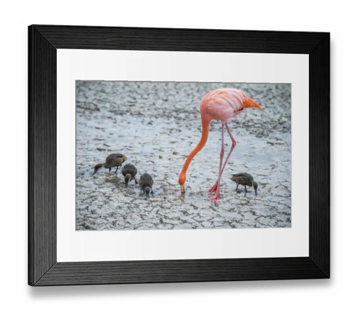 Framed Print : American flamingo (Phoenicopterus ruber) feeding in saline lagoon Framed Print : American flamingo (Phoenicopterus ruber) feeding in saline lagoon