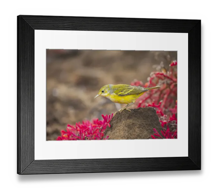 Framed Print : Yellow warbler (Setophaga petechia), male among red Sessuvium edmonstoni plants Framed Print : Yellow warbler (Setophaga petechia), male among red Sessuvium edmonstoni plants