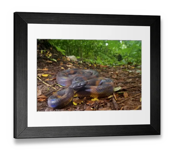 Framed Print : Bismarck Ringed python (Bothrochilus boa), Willaumez Peninsula, New Britain Framed Print : Bismarck Ringed python (Bothrochilus boa), Willaumez Peninsula, New Britain