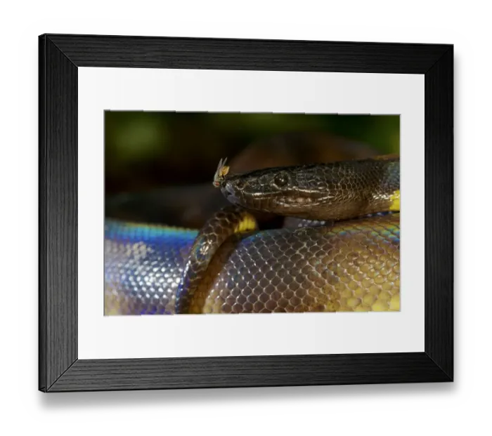Framed Print : Portrait of a Bismarck Ringed python (Bothrochilus boa) with fly, Willaumez Peninsula Framed Print : Portrait of a Bismarck Ringed python (Bothrochilus boa) with fly, Willaumez Peninsula