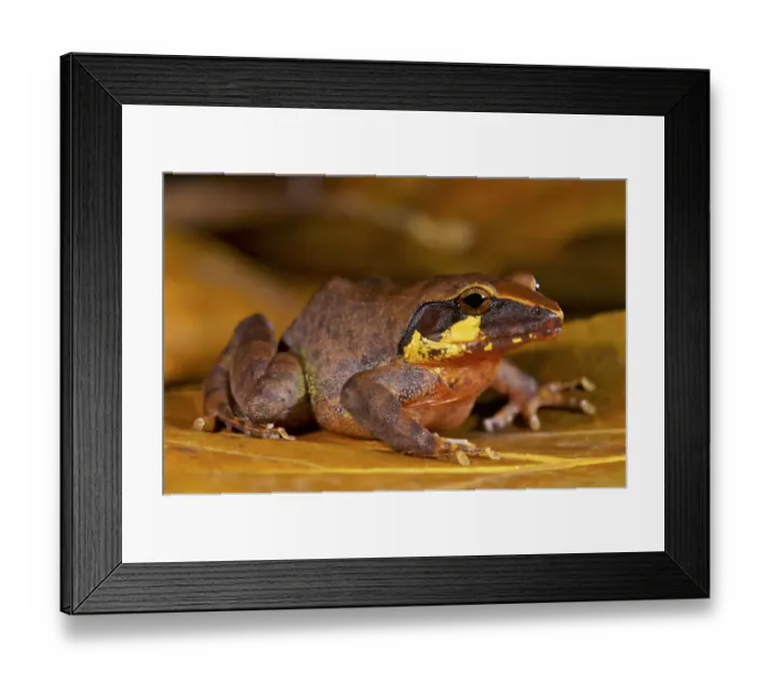 Framed Print : Boulengers wrinkled ground frog (Cornufer boulengeri / Platymantis boulengeri) Framed Print : Boulengers wrinkled ground frog (Cornufer boulengeri / Platymantis boulengeri)