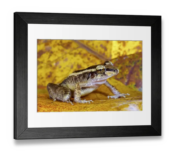 Framed Print : Schmidts wrinkled ground frog (Cornufer schmidti / Platymantis schmidti) Framed Print : Schmidts wrinkled ground frog (Cornufer schmidti / Platymantis schmidti)