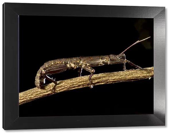 Thorny devil stick insect (Eurycantha calcarata), Willaumez Peninsula, New Britain
