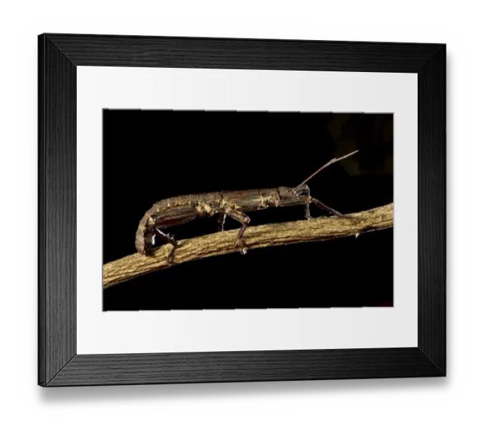 Framed Print : Thorny devil stick insect (Eurycantha calcarata), Willaumez Peninsula, New Britain Framed Print : Thorny devil stick insect (Eurycantha calcarata), Willaumez Peninsula, New Britain