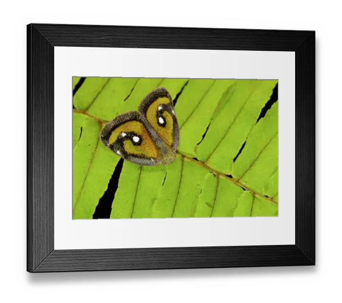 Framed Print : Unidentified Planthopper insect (Euricania cf. splendida) from the family Ricaniidae Framed Print : Unidentified Planthopper insect (Euricania cf. splendida) from the family Ricaniidae