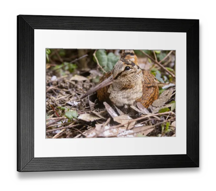 Framed Print : Woodcock (Scolopax rusticola), in undergrowth in winter, Brittany, France Framed Print : Woodcock (Scolopax rusticola), in undergrowth in winter, Brittany, France