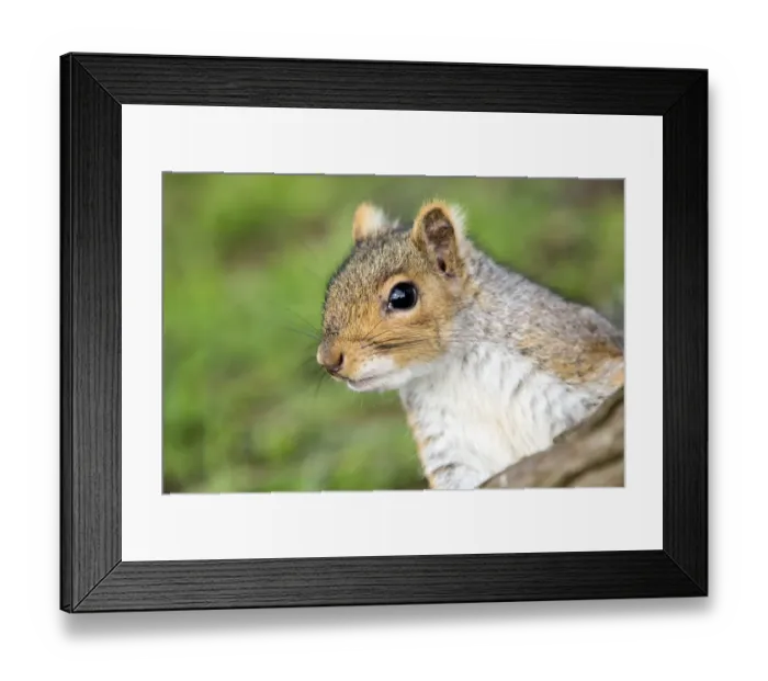 Framed Print : Grey squirrel (Sciurus carolinensis) portrait, urban park, Bristol, UK. March Framed Print : Grey squirrel (Sciurus carolinensis) portrait, urban park, Bristol, UK. March