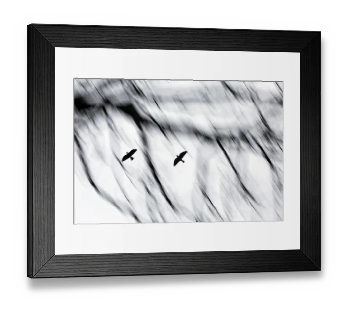 Framed Print : Jackdaws (Corvus monedula) flying to winter roost. with motion blur Framed Print : Jackdaws (Corvus monedula) flying to winter roost. with motion blur