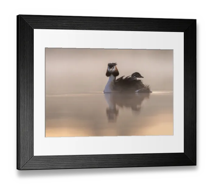 Framed Print : Great crested grebe (Podiceps cristatus) adult with young on the back in the first Framed Print : Great crested grebe (Podiceps cristatus) adult with young on the back in the first