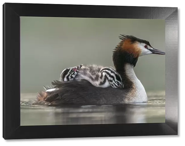 Great crested grebe (Podiceps cristatus) adult with young on nthe back busy with