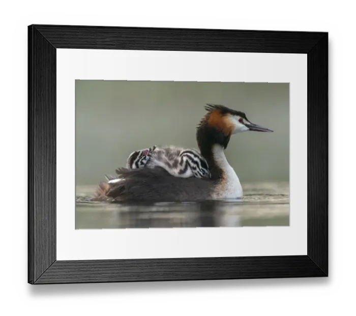 Framed Print : Great crested grebe (Podiceps cristatus) adult with young on nthe back busy with Framed Print : Great crested grebe (Podiceps cristatus) adult with young on nthe back busy with