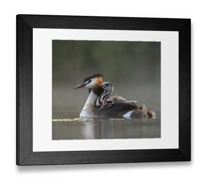 Framed Print : Great crested grebe (Podiceps cristatus) adult with young on nthe back busy with Framed Print : Great crested grebe (Podiceps cristatus) adult with young on nthe back busy with