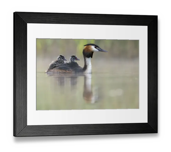 Framed Print : Great crested grebe (Podiceps cristatus) parent bird with chicks on its back Framed Print : Great crested grebe (Podiceps cristatus) parent bird with chicks on its back