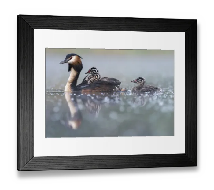 Framed Print : Great crested grebe (Podiceps cristatus) parent bird with young on the back Framed Print : Great crested grebe (Podiceps cristatus) parent bird with young on the back