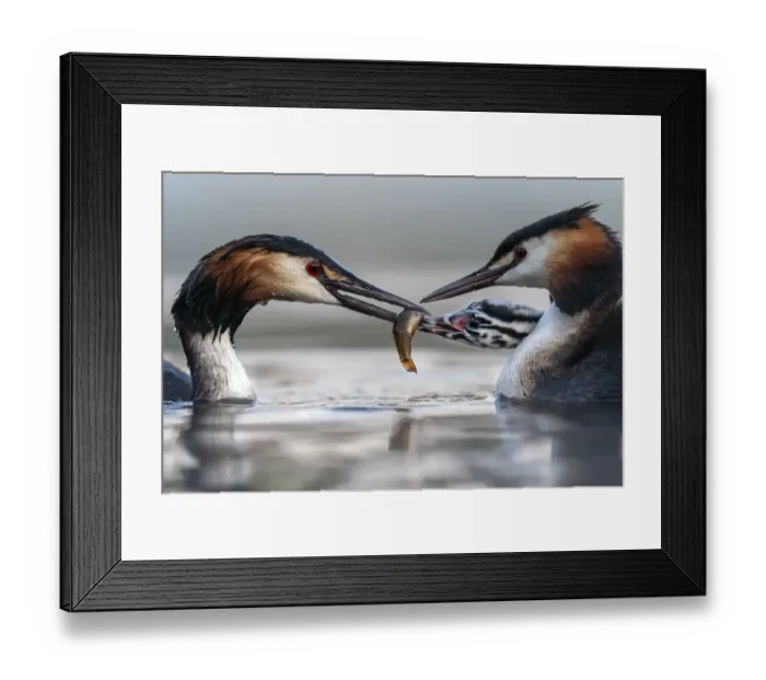Framed Print : Great crested grebe (Podiceps cristatus) parents busy feeding their young with fish Framed Print : Great crested grebe (Podiceps cristatus) parents busy feeding their young with fish