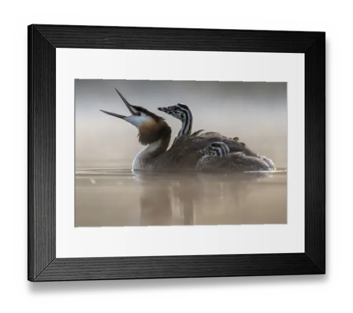 Framed Print : Great crested grebe (Podiceps cristatus) parent bird with chick on its back Framed Print : Great crested grebe (Podiceps cristatus) parent bird with chick on its back