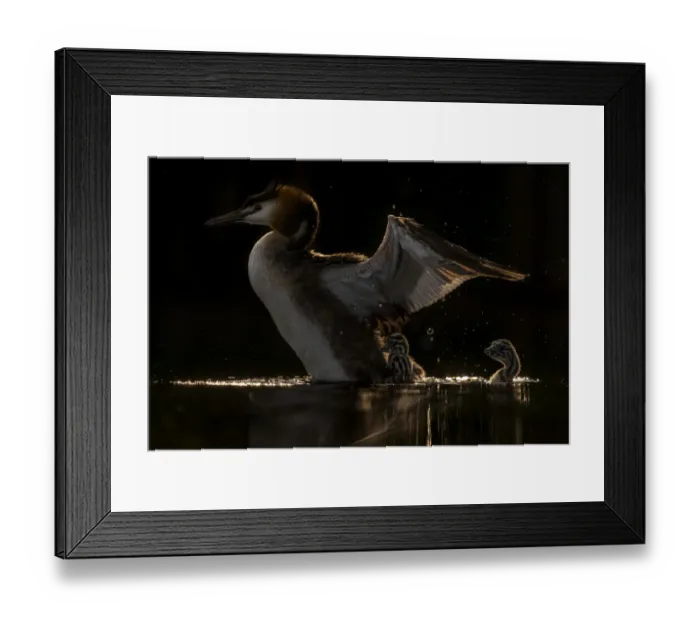 Framed Print : Great crested grebe (Podiceps cristatus) adult grebe shaking young off its back to go Framed Print : Great crested grebe (Podiceps cristatus) adult grebe shaking young off its back to go