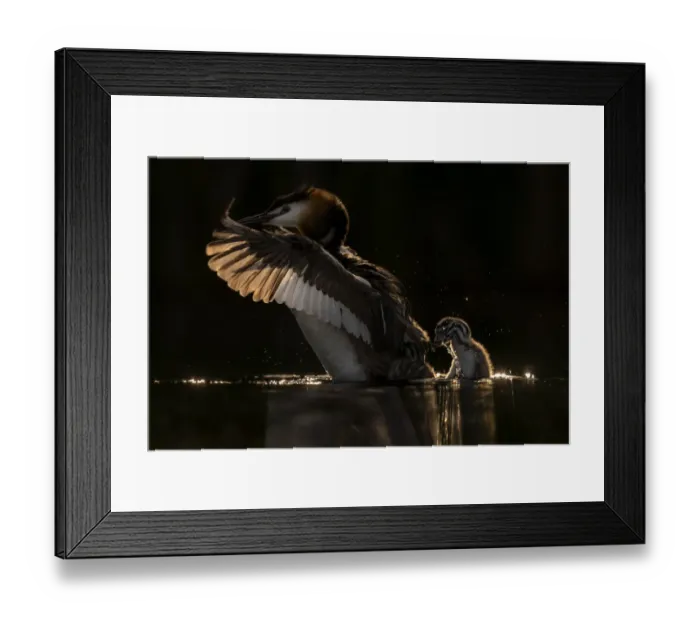 Framed Print : Great crested grebe (Podiceps cristatus) adult grebe shaking chick off its back to go Framed Print : Great crested grebe (Podiceps cristatus) adult grebe shaking chick off its back to go