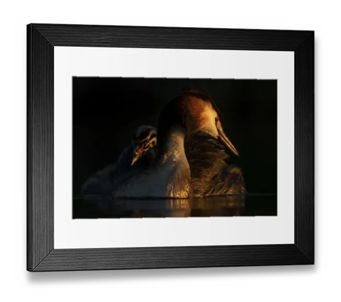 Framed Print : Great crested grebe (Podiceps cristatus) adult with young chick on the back preening in Framed Print : Great crested grebe (Podiceps cristatus) adult with young chick on the back preening in