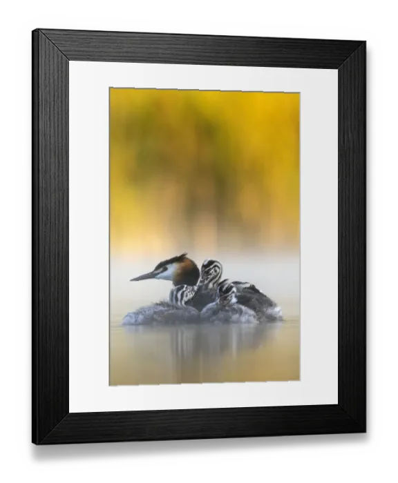 Framed Print : Great crested grebe (Podiceps cristatus) adult with young chicks in the first morning Framed Print : Great crested grebe (Podiceps cristatus) adult with young chicks in the first morning