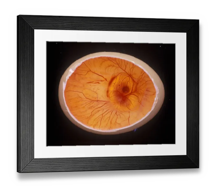 Framed Print : Domestic crossbreed hen (Gallus gallus domesticus), chick embryo developing in egg Framed Print : Domestic crossbreed hen (Gallus gallus domesticus), chick embryo developing in egg