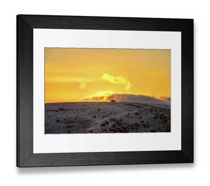 Framed Print : Sunset on Hergest Ridge on planted hilltop Monkey Puzzle trees (Araucaria araucana) Framed Print : Sunset on Hergest Ridge on planted hilltop Monkey Puzzle trees (Araucaria araucana)