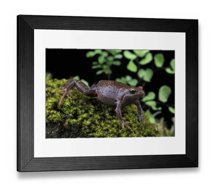 Framed Print : Eastern smooth frog (Geocrinia victoriana) from Flowerdale Framed Print : Eastern smooth frog (Geocrinia victoriana) from Flowerdale