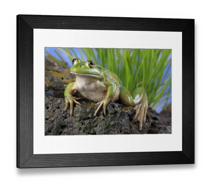 Framed Print : Growling grass frog (Litoria raniformis) female from a farm dam at Donnybrook, Victoria Framed Print : Growling grass frog (Litoria raniformis) female from a farm dam at Donnybrook, Victoria