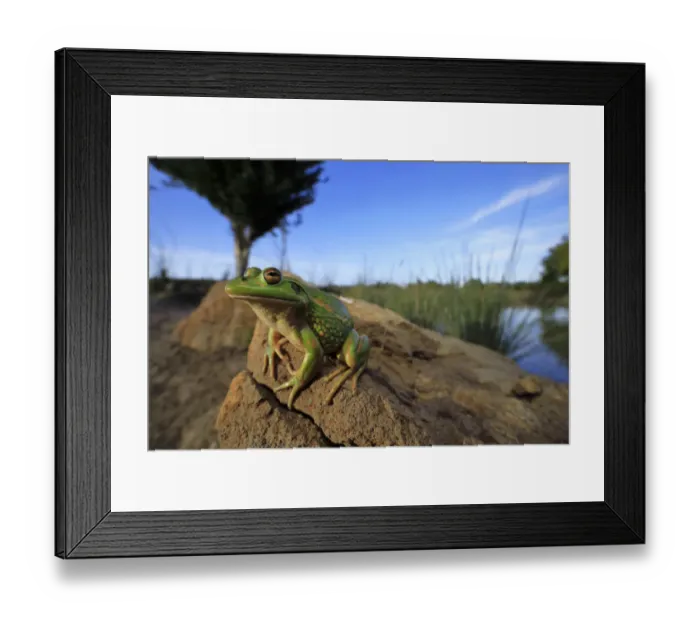 Framed Print : Growling grass frog (Litoria raniformis) basking on a stone at the edge of a rural dam Framed Print : Growling grass frog (Litoria raniformis) basking on a stone at the edge of a rural dam