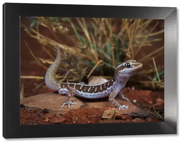 Pale-striped ground gecko (Lucasium immaculatum) male, from a desert sand plain near