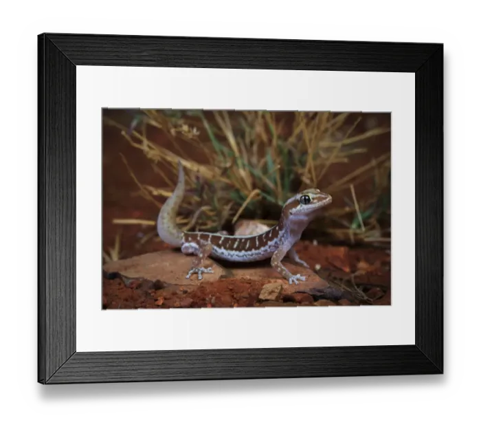 Framed Print : Pale-striped ground gecko (Lucasium immaculatum) male, from a desert sand plain near Framed Print : Pale-striped ground gecko (Lucasium immaculatum) male, from a desert sand plain near