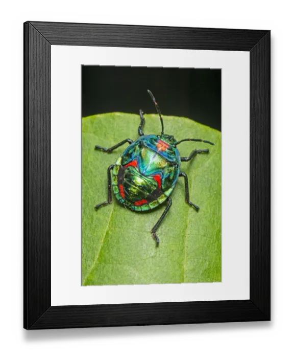 Framed Print : Cotton or hibiscus harlequin bug (Tectocoris diophthalmus) nymph feeding on a green leaf Framed Print : Cotton or hibiscus harlequin bug (Tectocoris diophthalmus) nymph feeding on a green leaf