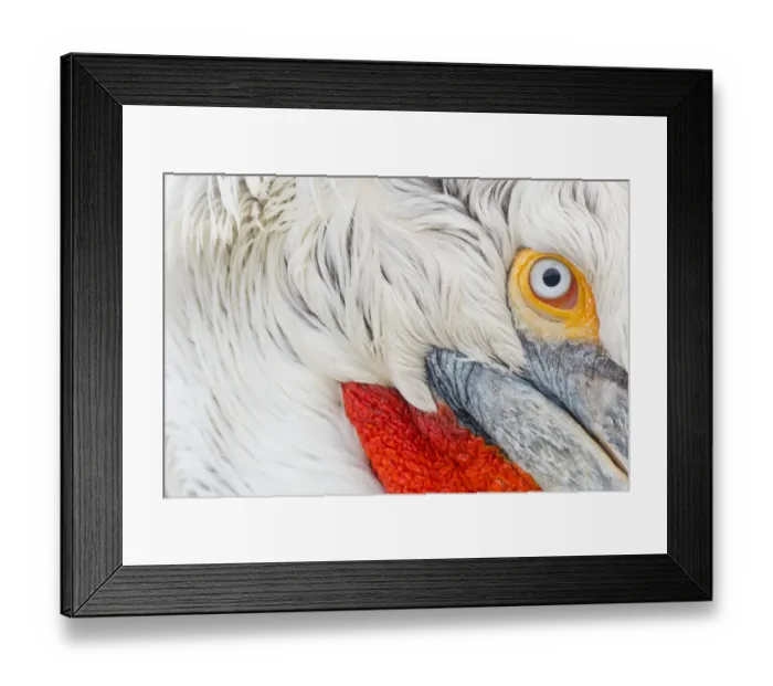 Framed Print : Dalmatian pelican (Pelicanus crispus) close up of head, in breeding plumage Framed Print : Dalmatian pelican (Pelicanus crispus) close up of head, in breeding plumage
