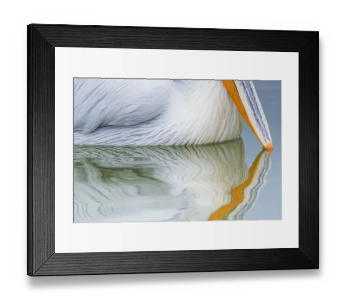 Framed Print : Dalmatian pelican (Pelicanus crispus) close up of beak tip reflected in water of Lake Framed Print : Dalmatian pelican (Pelicanus crispus) close up of beak tip reflected in water of Lake
