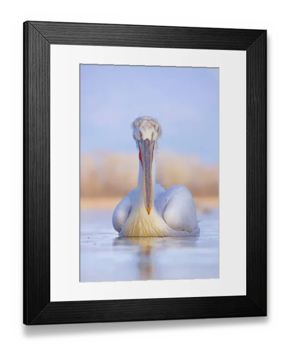 Framed Print : Dalmatian pelican (Pelicanus crispus) Lake Kerkini, Greece Framed Print : Dalmatian pelican (Pelicanus crispus) Lake Kerkini, Greece