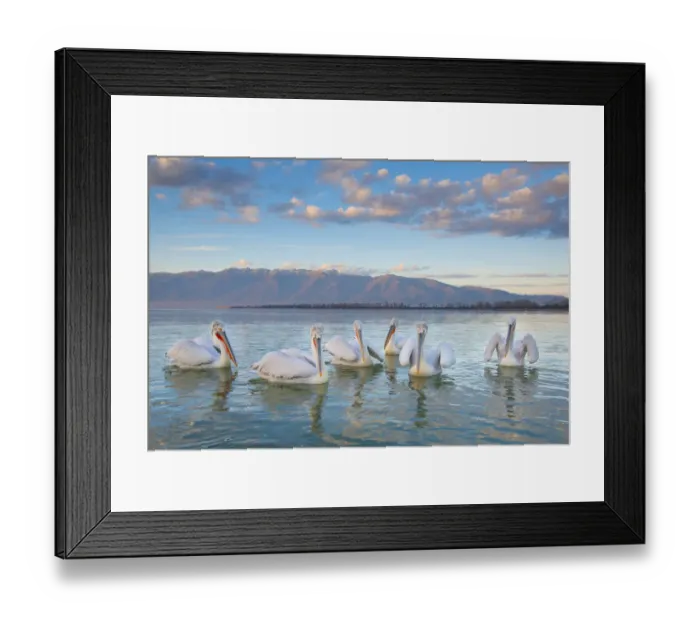 Framed Print : Dalmatian pelicans (Pelicanus crispus) flock on water, Lake Kerkini, Greece Framed Print : Dalmatian pelicans (Pelicanus crispus) flock on water, Lake Kerkini, Greece