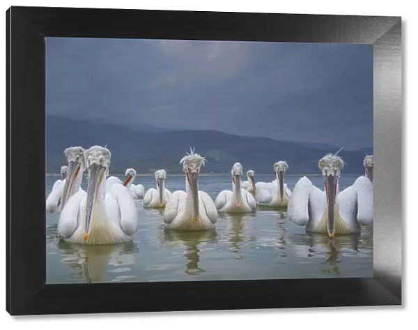 Dalmatian pelicans (Pelicanus crispus) flock on water, Lake Kerkini, Greece