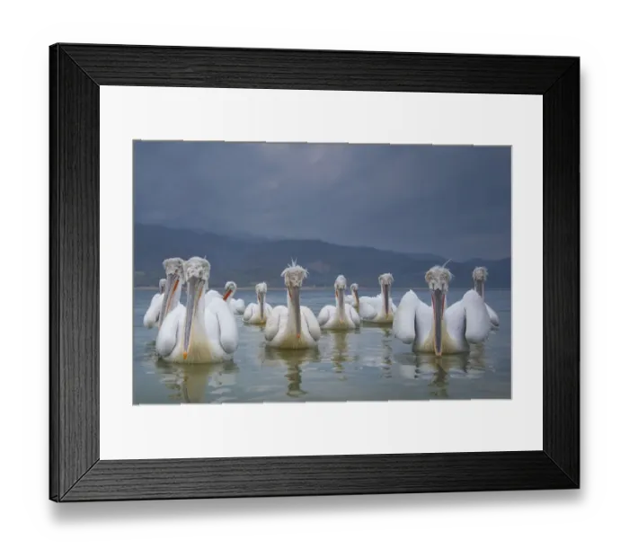Framed Print : Dalmatian pelicans (Pelicanus crispus) flock on water, Lake Kerkini, Greece Framed Print : Dalmatian pelicans (Pelicanus crispus) flock on water, Lake Kerkini, Greece